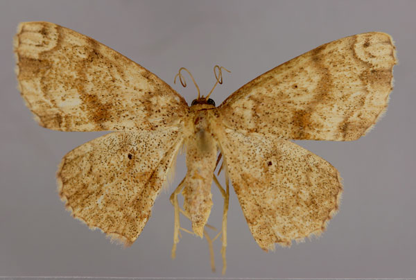 /filer/webapps/moths/media/images/F/fletcheri_Somatina_A_ZSM_01.jpg