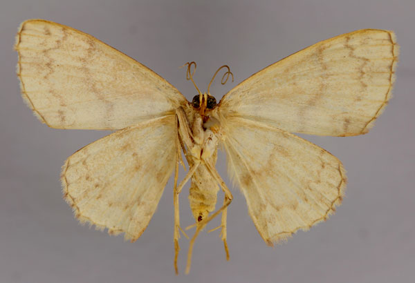 /filer/webapps/moths/media/images/F/fletcheri_Somatina_A_ZSM_02.jpg
