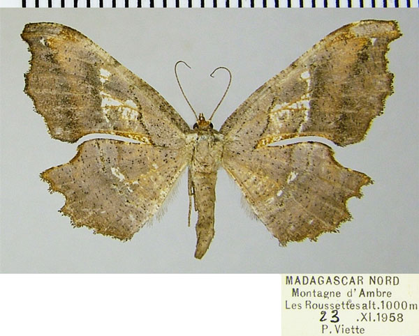 /filer/webapps/moths/media/images/F/fletcheri_Xenimpia_AF_ZSM.jpg