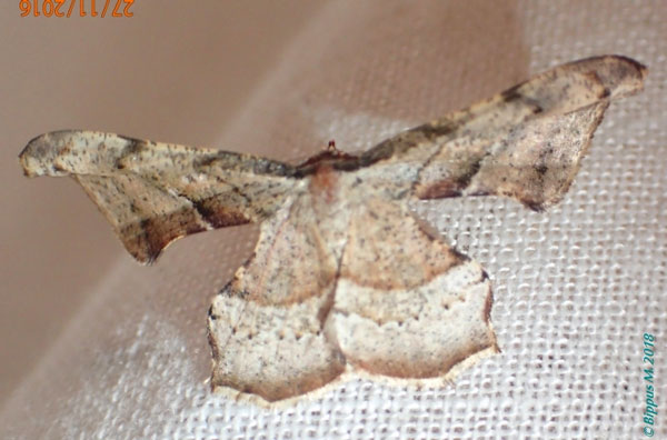 /filer/webapps/moths/media/images/F/fletcheri_Xenimpia_AM_Bippus.jpg