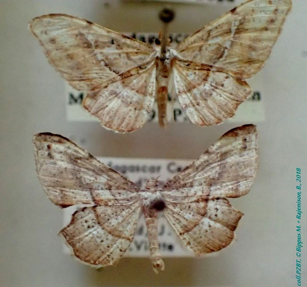 /filer/webapps/moths/media/images/F/fletcheri_Xenimpia_AM_PZBT.jpg