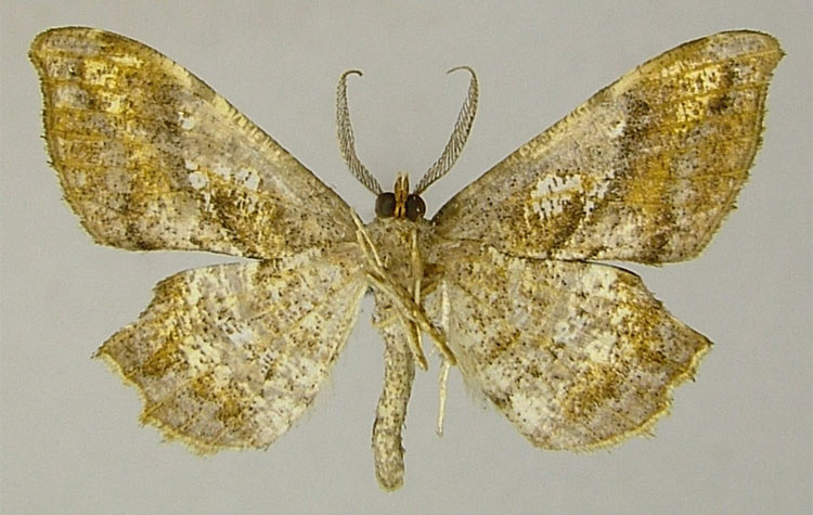 /filer/webapps/moths/media/images/F/fletcheri_Xenimpia_PTM_ZSMb.jpg