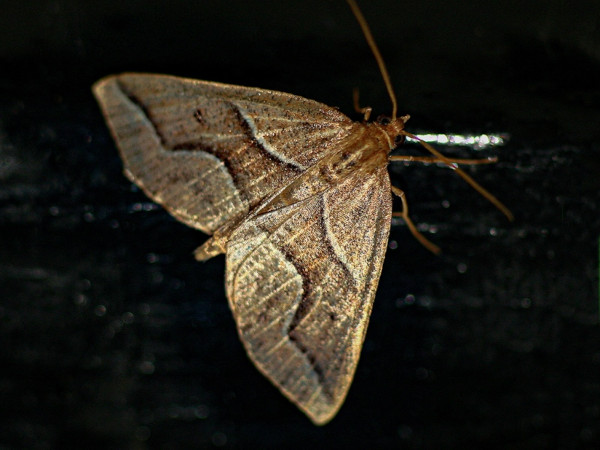/filer/webapps/moths/media/images/F/flexilinea_Iliodes_A_Wursten.jpg