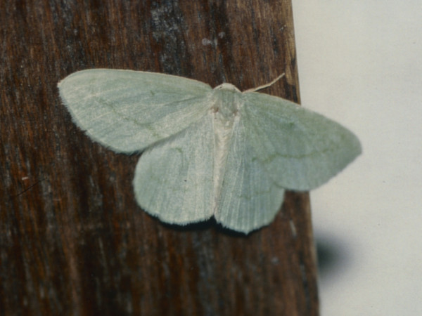 /filer/webapps/moths/media/images/F/fleximargo_Collesis_A_Roland.jpg
