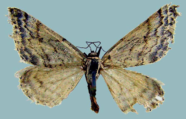 /filer/webapps/moths/media/images/F/flexio_Scopula_AF_ZSM.jpg