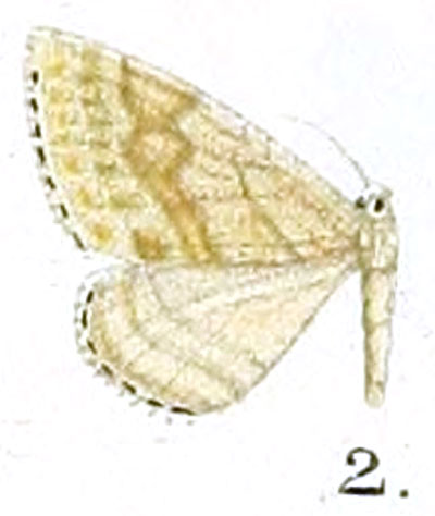 /filer/webapps/moths/media/images/F/flexio_Scopula_HT_Prout_16-2.jpg