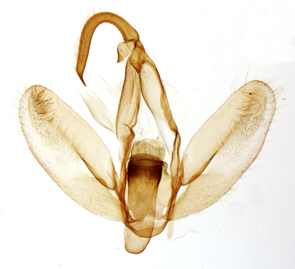 /filer/webapps/moths/media/images/F/flexuosa_Hyperlopha_GMHT_MNHN_4805.jpg