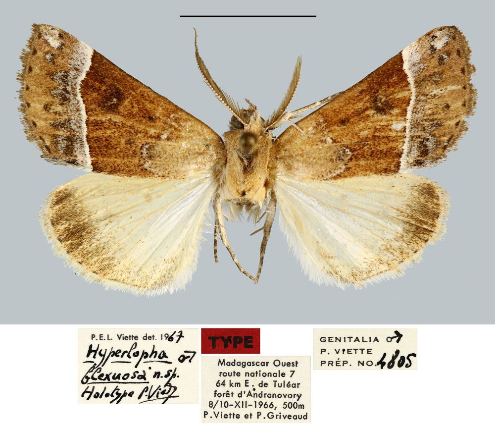 /filer/webapps/moths/media/images/F/flexuosa_Hyperlopha_HT_MNHN.jpg