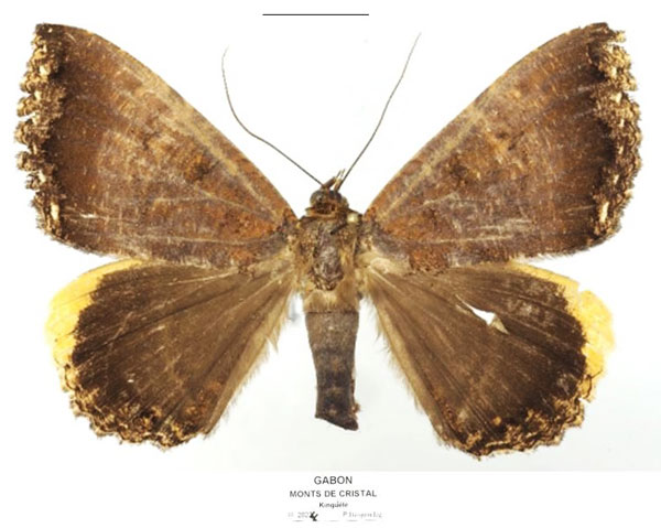 /filer/webapps/moths/media/images/F/flexuosa_Leptamma_AF_Basquin.jpg