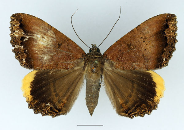 /filer/webapps/moths/media/images/F/flexuosa_Leptamma_AF_Basquin_01.jpg