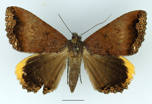 /filer/webapps/moths/media/images/F/flexuosa_Leptamma_AF_Basquin_02.jpg
