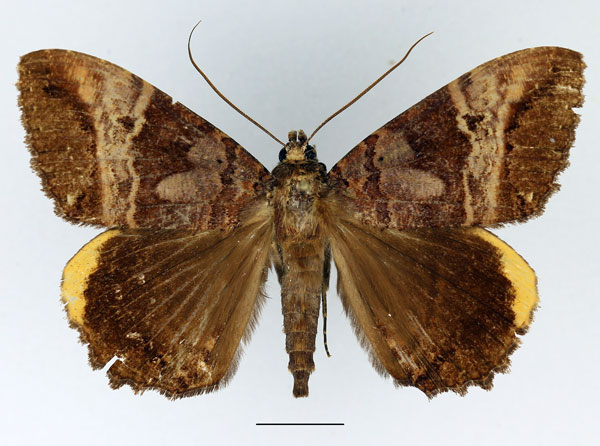 /filer/webapps/moths/media/images/F/flexuosa_Leptamma_AM_Basquin_01.jpg