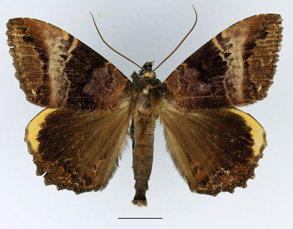 /filer/webapps/moths/media/images/F/flexuosa_Leptamma_AM_Basquin_02.jpg
