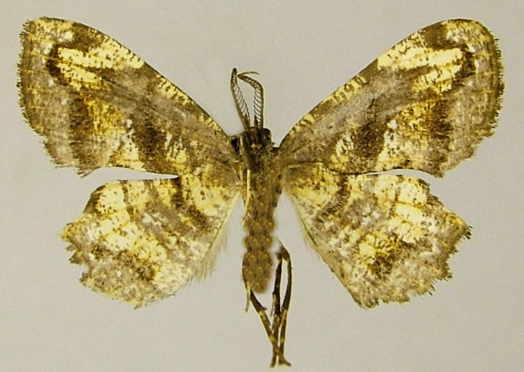 /filer/webapps/moths/media/images/F/flexuosa_Xenimpia_AM_ZSMb.jpg