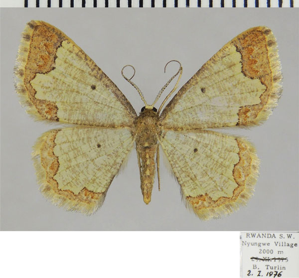 /filer/webapps/moths/media/images/F/flexura_Zamarada_AF_ZSM.jpg
