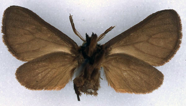 /filer/webapps/moths/media/images/F/flora_Metarctia_HT_BMNH_02.jpg