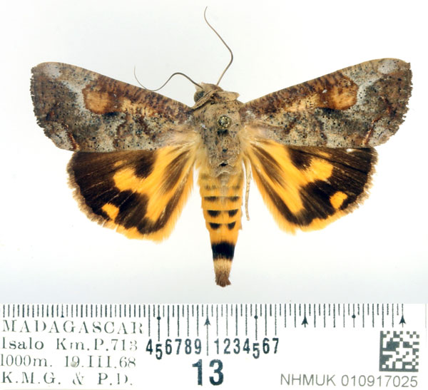 /filer/webapps/moths/media/images/F/florens_Hypocala_AM_BMNH_01.jpg