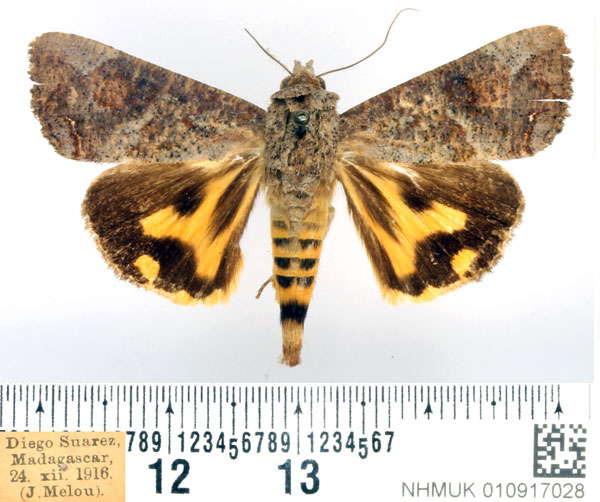 /filer/webapps/moths/media/images/F/florens_Hypocala_AM_BMNH_02.jpg