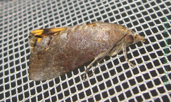 /filer/webapps/moths/media/images/F/florens_Hypocala_A_Bippus.jpg