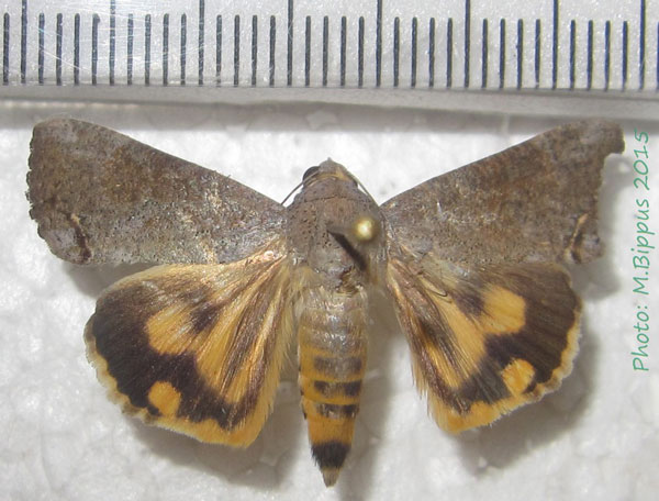 /filer/webapps/moths/media/images/F/florens_Hypocala_A_Bippus_02.jpg