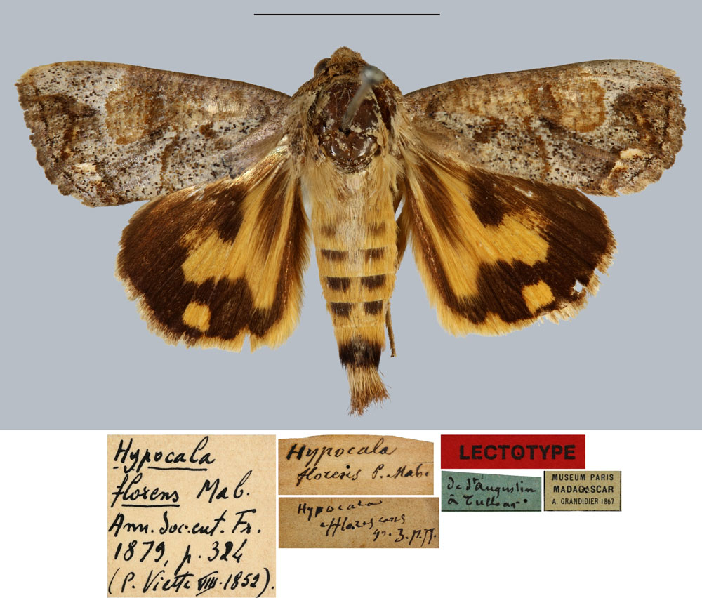 /filer/webapps/moths/media/images/F/florens_Hypocala_LT_MNHN.jpg