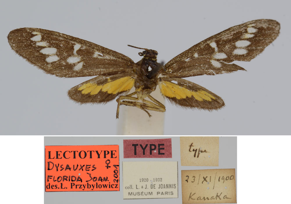 /filer/webapps/moths/media/images/F/florida_Dysauxes_LT_MNHN.jpg