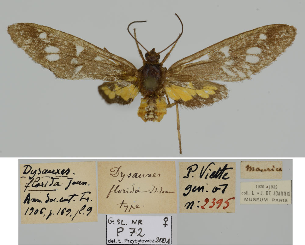 /filer/webapps/moths/media/images/F/florida_Dysauxes_PLT_MNHN.jpg