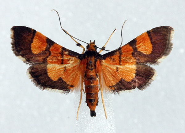 /filer/webapps/moths/media/images/F/floridalis_Aethaloessa_AM_Agassiz.jpg