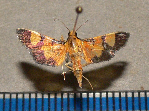 /filer/webapps/moths/media/images/F/floridalis_Aethaloessa_A_Goff_01.jpg