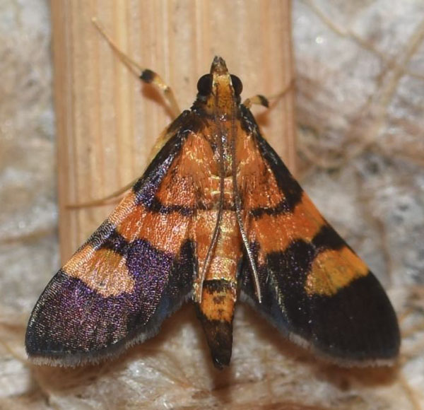 /filer/webapps/moths/media/images/F/floridalis_Aethaloessa_A_Klimsa.jpg