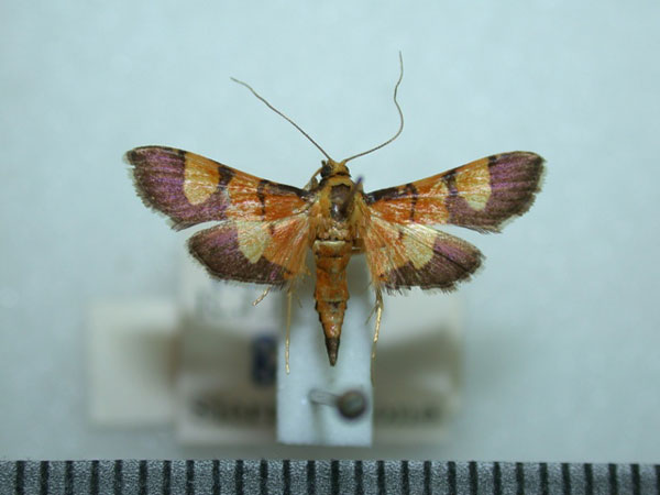 /filer/webapps/moths/media/images/F/floridalis_Aethaloessa_A_Revell.jpg