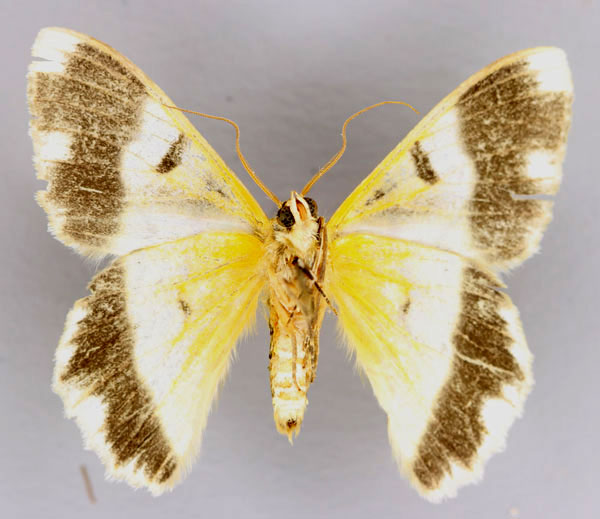 /filer/webapps/moths/media/images/F/floridivenis_Pingasa_A_ZSM_02.jpg