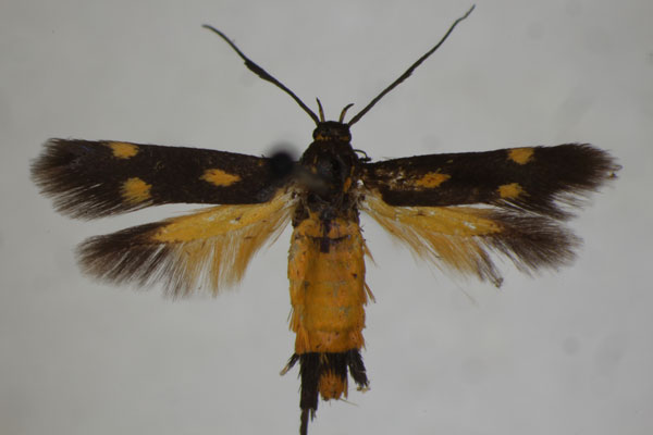 /filer/webapps/moths/media/images/F/florifera_Eretmocera_A_BMNH.jpg