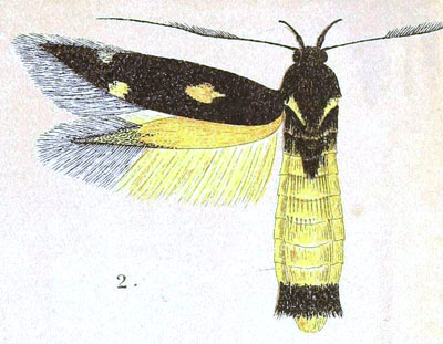 /filer/webapps/moths/media/images/F/florifera_Eretmocera_HT_Meyrick_7-2.jpg