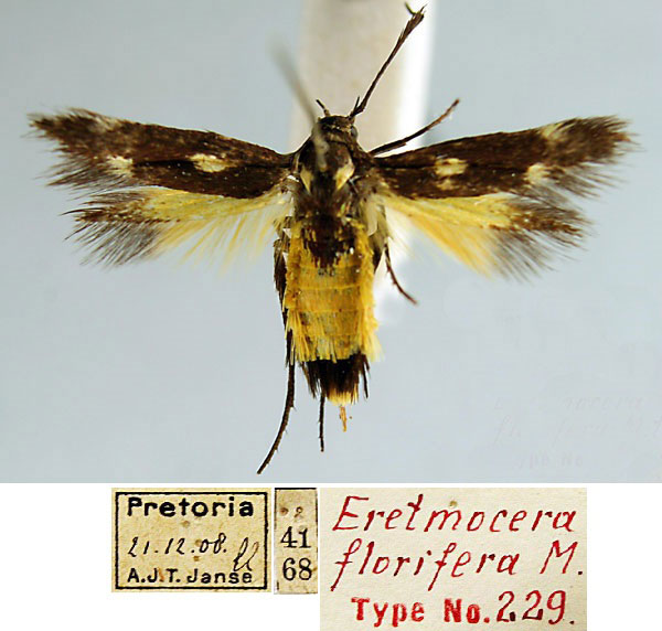 /filer/webapps/moths/media/images/F/florifera_Eretmocera_HT_TMSA.jpg