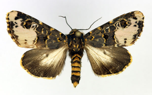 /filer/webapps/moths/media/images/F/florifera_Polytelodes_AF_Aulombard.jpg
