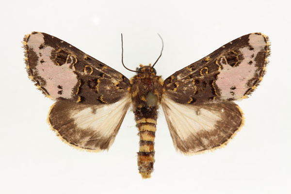/filer/webapps/moths/media/images/F/florifera_Polytelodes_AF_RMCA.jpg