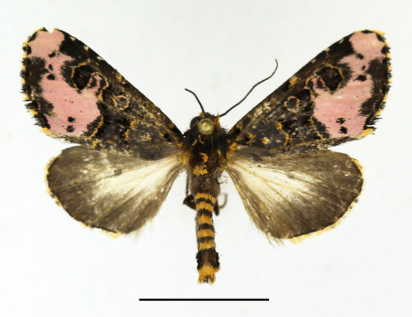 /filer/webapps/moths/media/images/F/florifera_Polytelodes_AM_Basquin_01.jpg