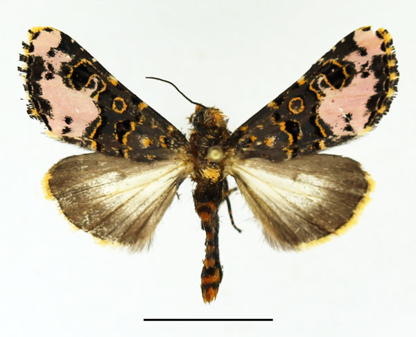 /filer/webapps/moths/media/images/F/florifera_Polytelodes_AM_Basquin_02.jpg