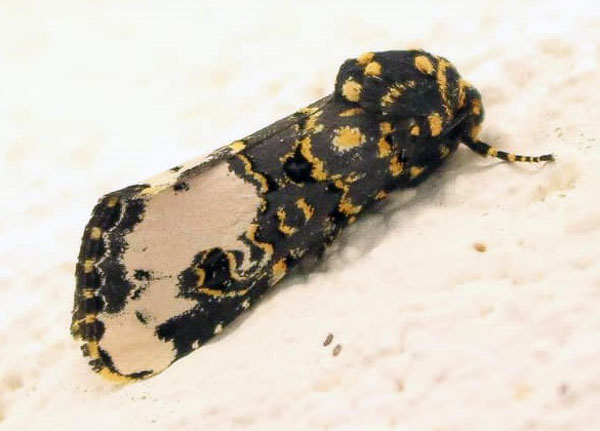 /filer/webapps/moths/media/images/F/florifera_Polytelodes_A_Butler.jpg