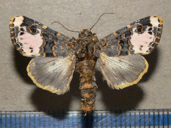 /filer/webapps/moths/media/images/F/florifera_Polytelodes_A_Goff_02.jpg