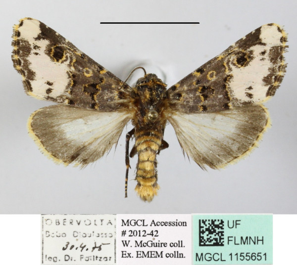 /filer/webapps/moths/media/images/F/florifera_Polytelodes_A_MGCLa_01.jpg