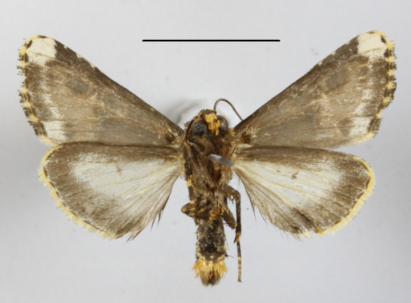 /filer/webapps/moths/media/images/F/florifera_Polytelodes_A_MGCLb_01.jpg