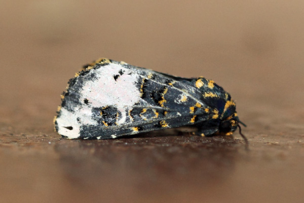 /filer/webapps/moths/media/images/F/florifera_Polytelodes_A_Voaden.jpg