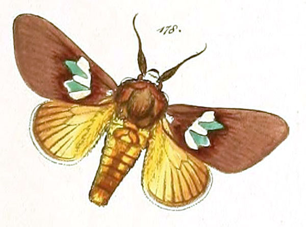 /filer/webapps/moths/media/images/F/florifera_Sibina_HT_HS_60-178.jpg