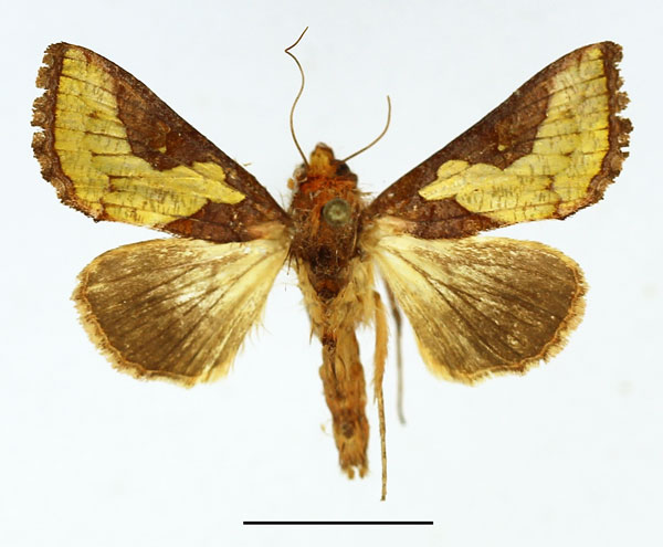 /filer/webapps/moths/media/images/F/florina_Thysanoplusia_AM_Basquin_01.jpg