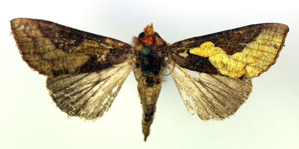 /filer/webapps/moths/media/images/F/florina_Trichoplusia_A_RMCA.jpg