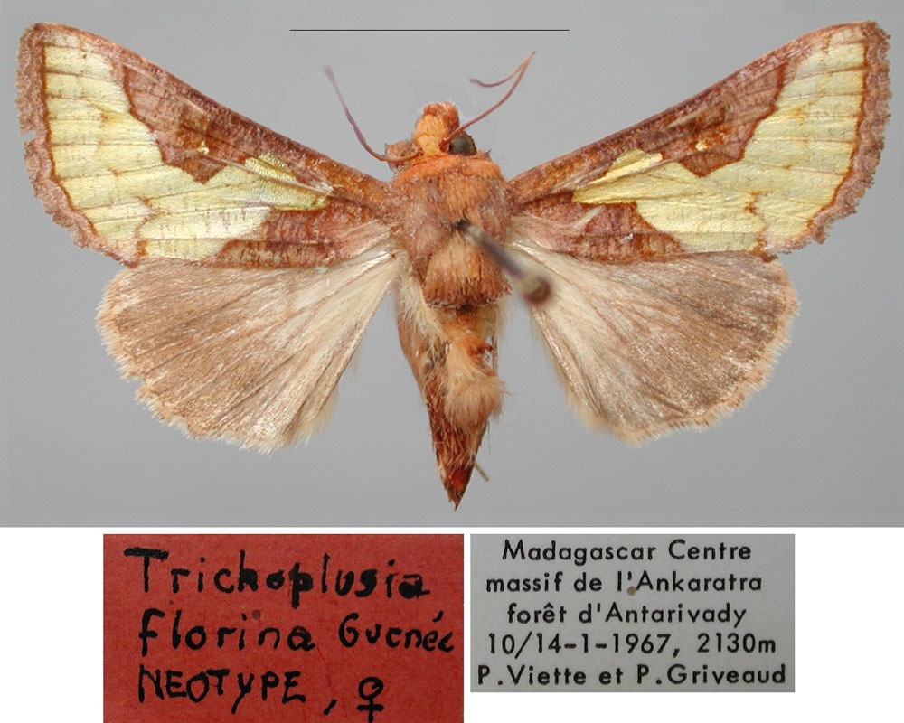 /filer/webapps/moths/media/images/F/florina_Trichoplusia_NT_MNHN.jpg