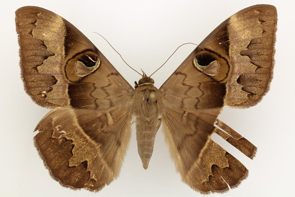 /filer/webapps/moths/media/images/F/fluctuosa_Cyligramma_AF_TMSA.jpg