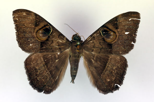 /filer/webapps/moths/media/images/F/fluctuosa_Cyligramma_AM_RMCA.jpg